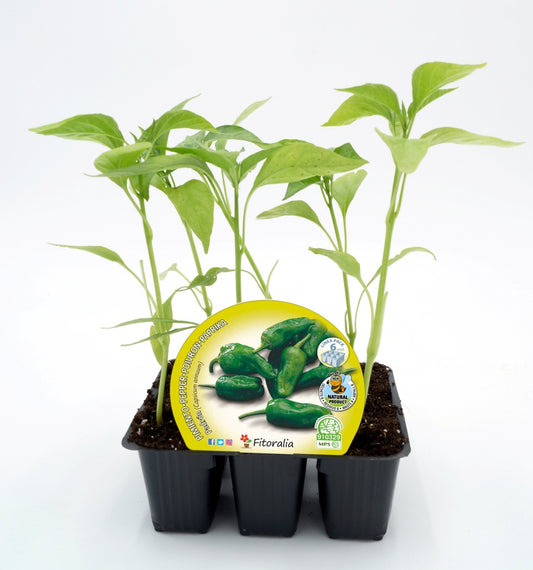 Pack Plantones Pimiento Padrón 6 Ud. Natural - Fitoralia_0