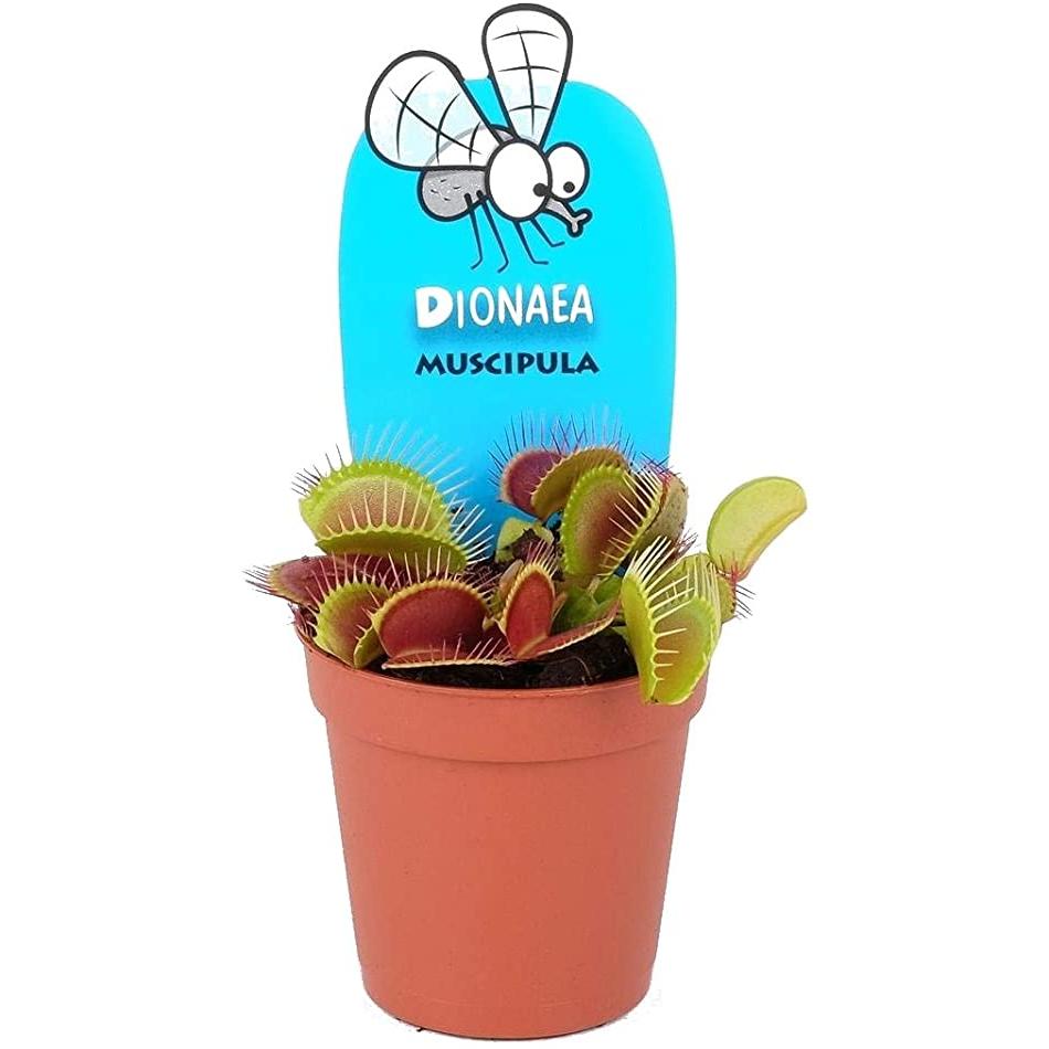 Planta carnívora Dionaea muscipula