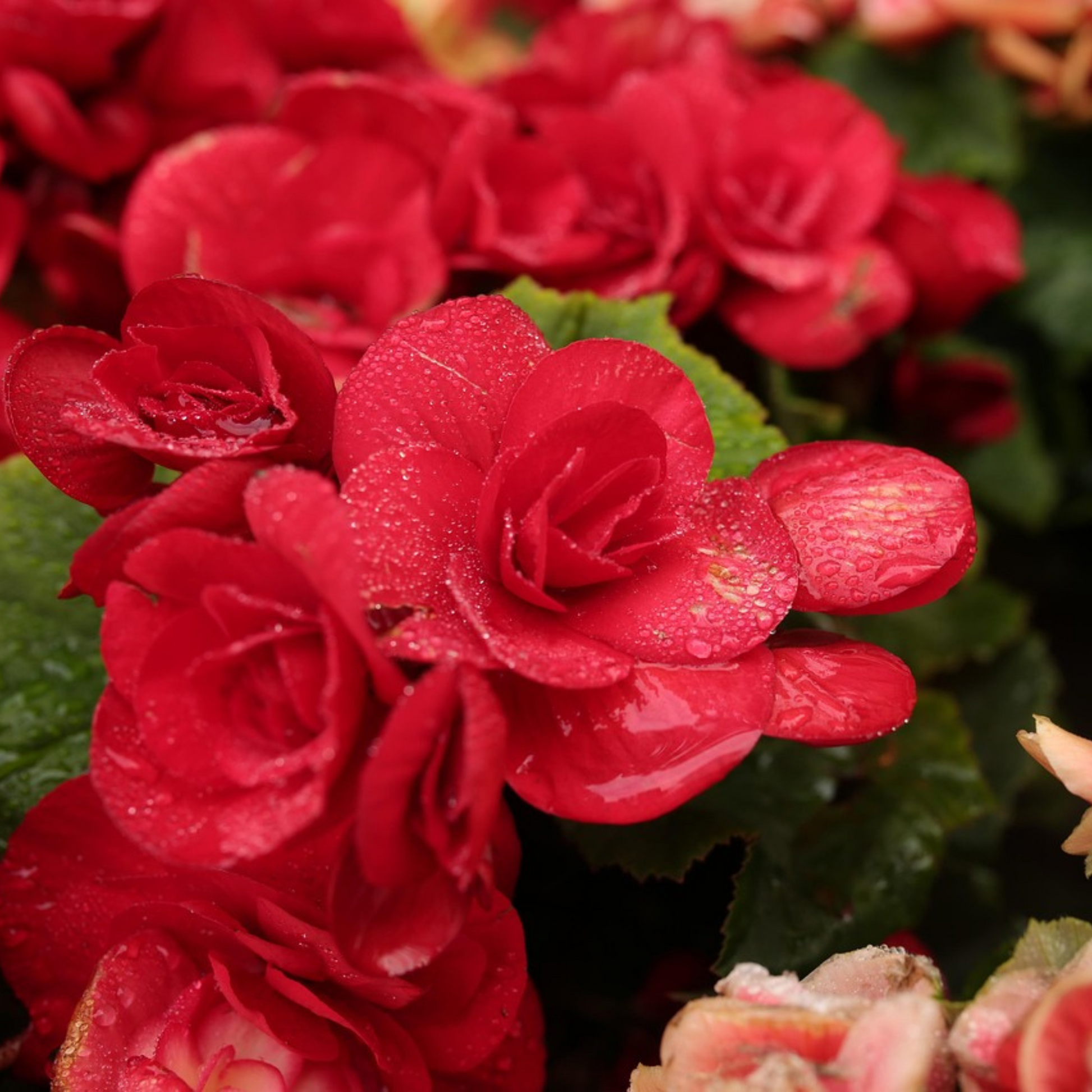 Fresia - 40 Pzs - Freesia Mix - Bulbos De Flores