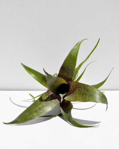 Vriesea 'Tropical Day' [mini]; bromelia tropical; Curiosarium; altura 10-12 cm, diámetro 12 cm, sin sustrato_2