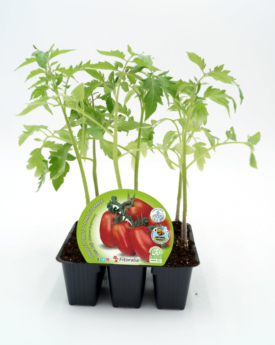 Pack Plantones Tomate De Pera Mata Baja 6 Ud.  Natural - Fitoralia_0
