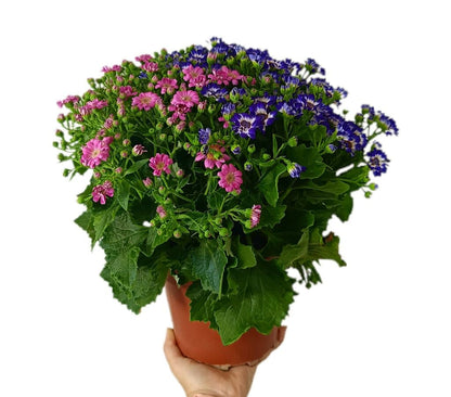 Cineraria Hibrida M17_0