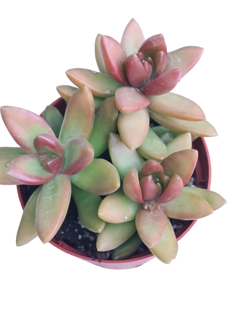 Sedum Bronze Ø8 Planta Suculenta Colgante De Sol_0