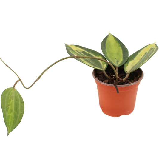 Hoya Latifolia Pot Of Gold Planta Suculenta Colgante Flor De Cera Ø9_0