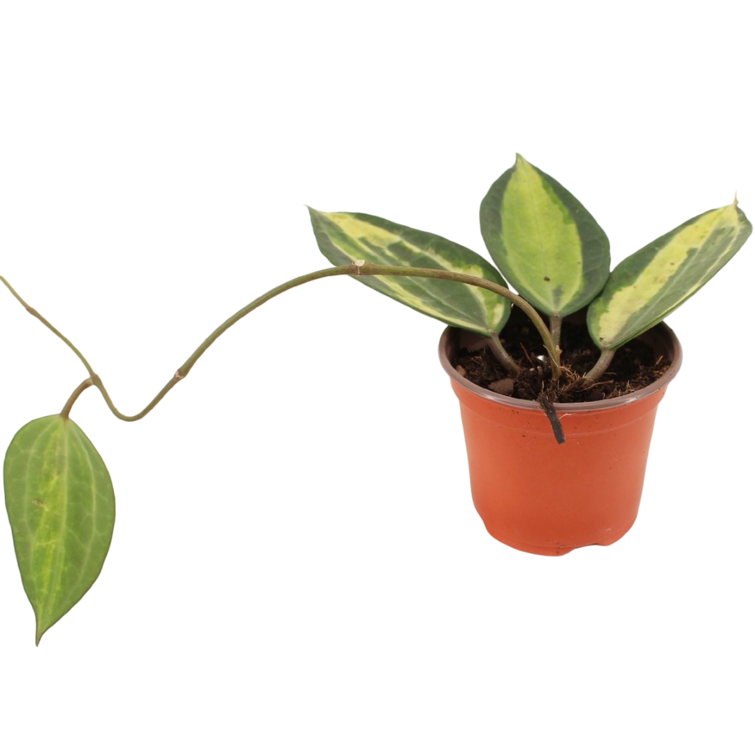 Hoya Latifolia Pot Of Gold Planta Suculenta Colgante Flor De Cera Ø9