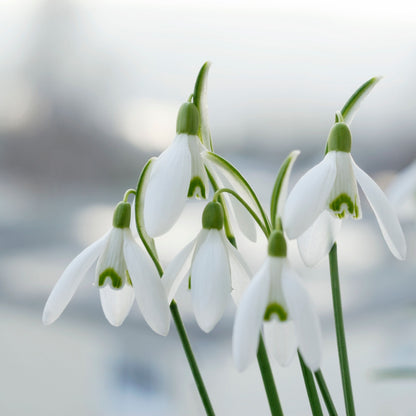 Campanilla De Invierno - 50 Pzs - Galanthus Elwesii - Bulbos De Flores - Blanco