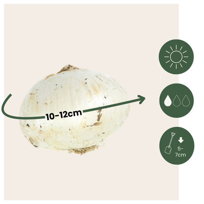 Bulbos De Allium - 160 Pzs - Allium - Bulbos De Flores