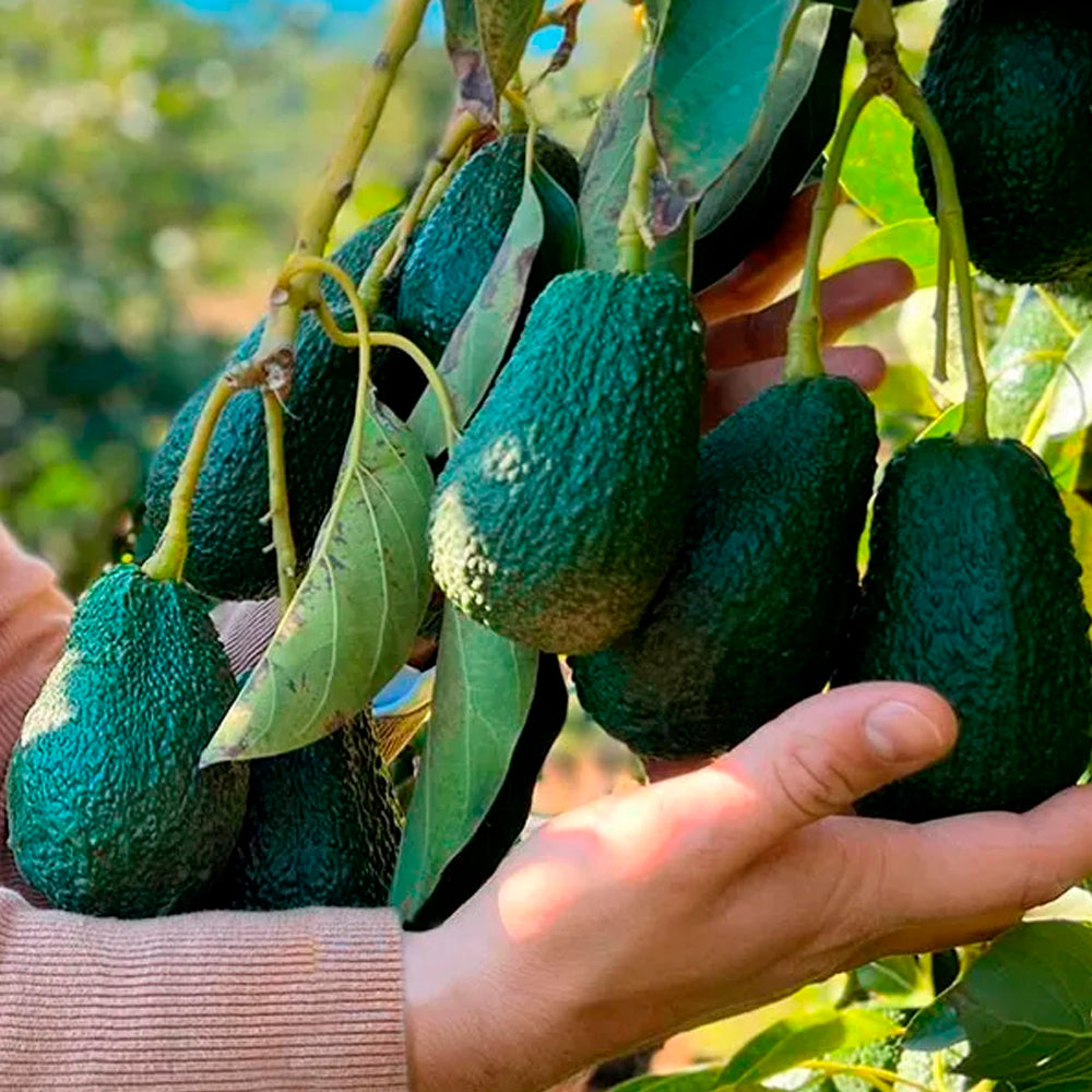 Caja 9kg De Aguacates Hass Ecológicos Tropitop_4
