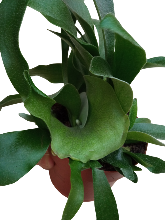 Platycerium Bifurcatum Helecho Raro, Plantas_0