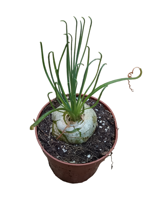 Albuca Spiralis Planta Suculenta Ø5_0