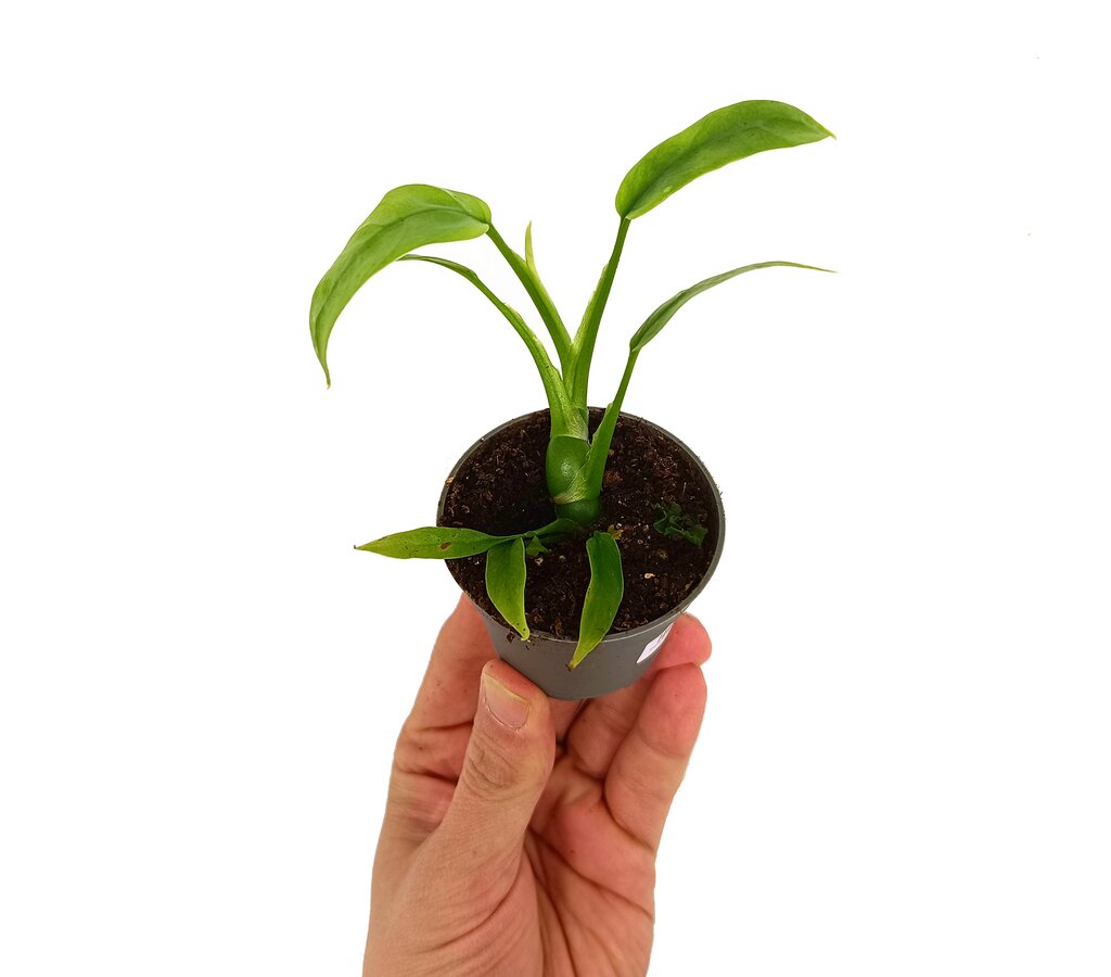 Philodendron Minima M6_0