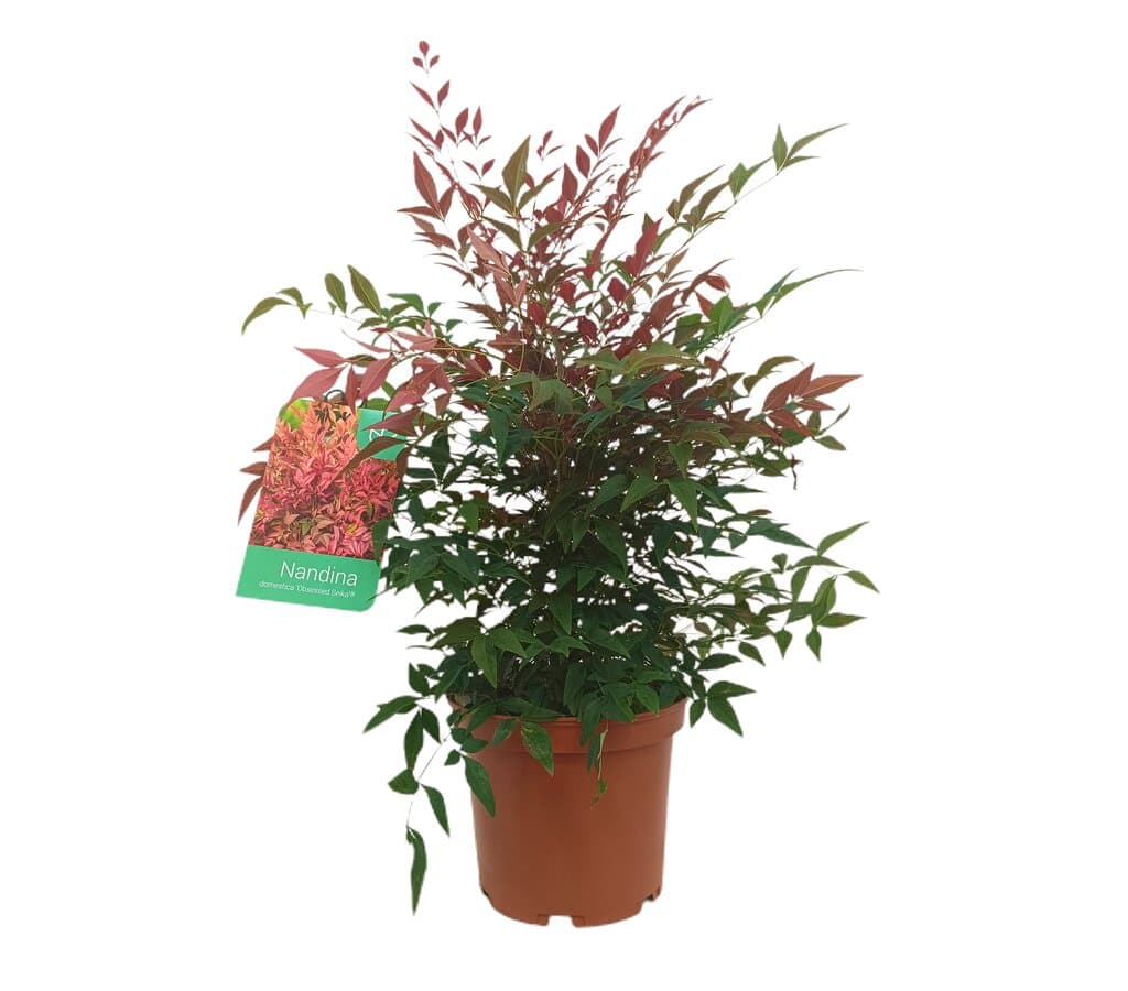 Nandina Domestica M25 70-90cm (bambú Sagrado)_0