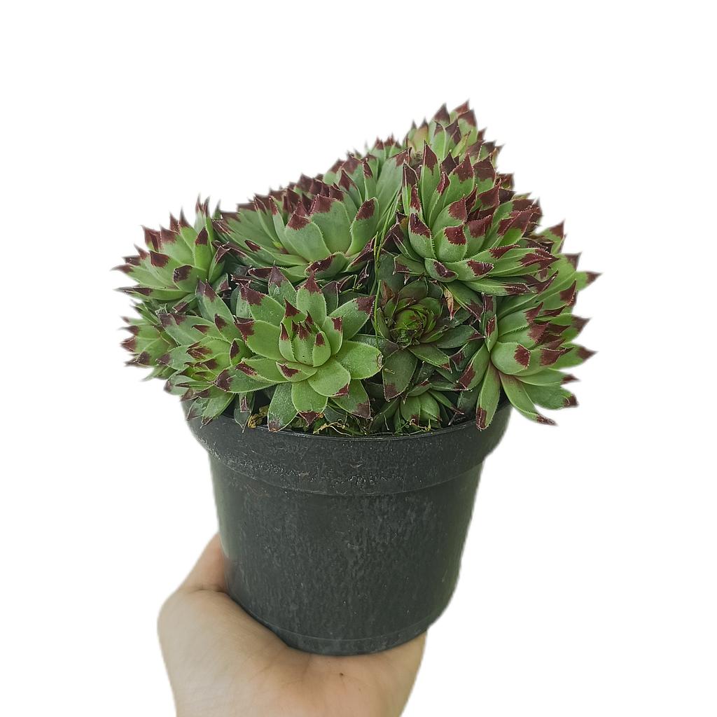 Sempervivum M12_0