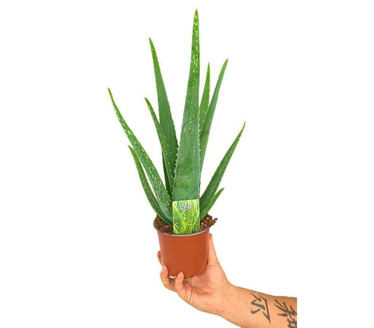 Aloe Vera M12 35cm