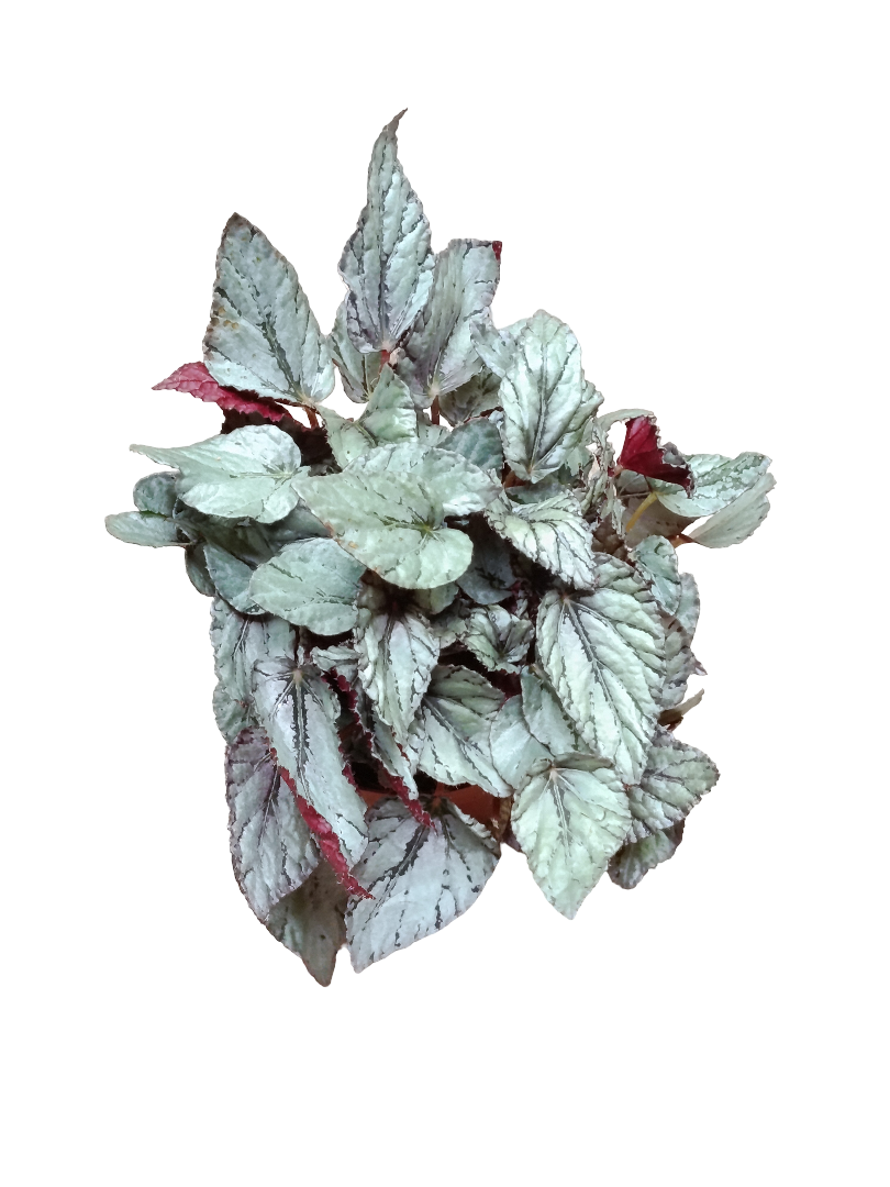 Begonia Artic Breeze Ø12 Planta De Interior Natural_0