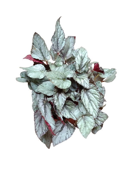 Begonia Artic Breeze Ø12 Planta De Interior Natural_0
