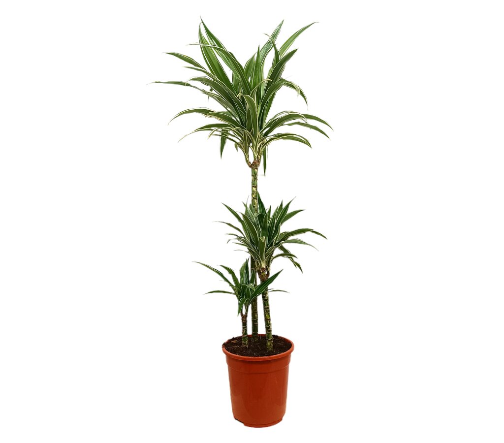 Dracena Warneckei 3 Troncos 60-30-15 M21 100-120cm_0