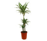 Dracena Warneckei 3 Troncos 60-30-15 M21 100-120cm