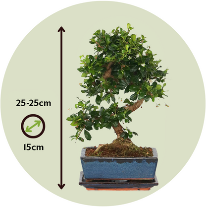 Bonsái - Carmona Microphylla - Altura 20-30cm - ⌀15cm