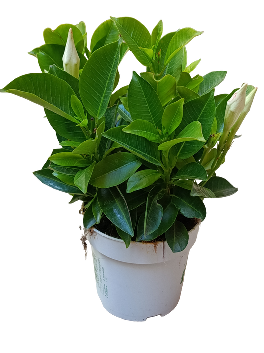 Dipladenia Arbustiva Flor Blanca Planta De Exterior Ø10_0