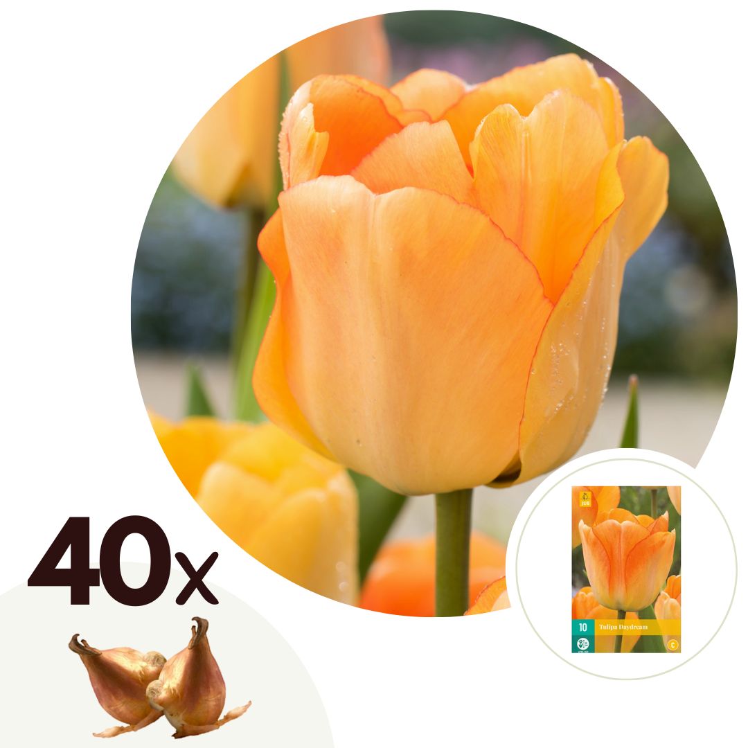 Bulbos De Tulipán - 40 Pzs - Tulipa 'daydream' - Bulbos De Flores - Naranja_0