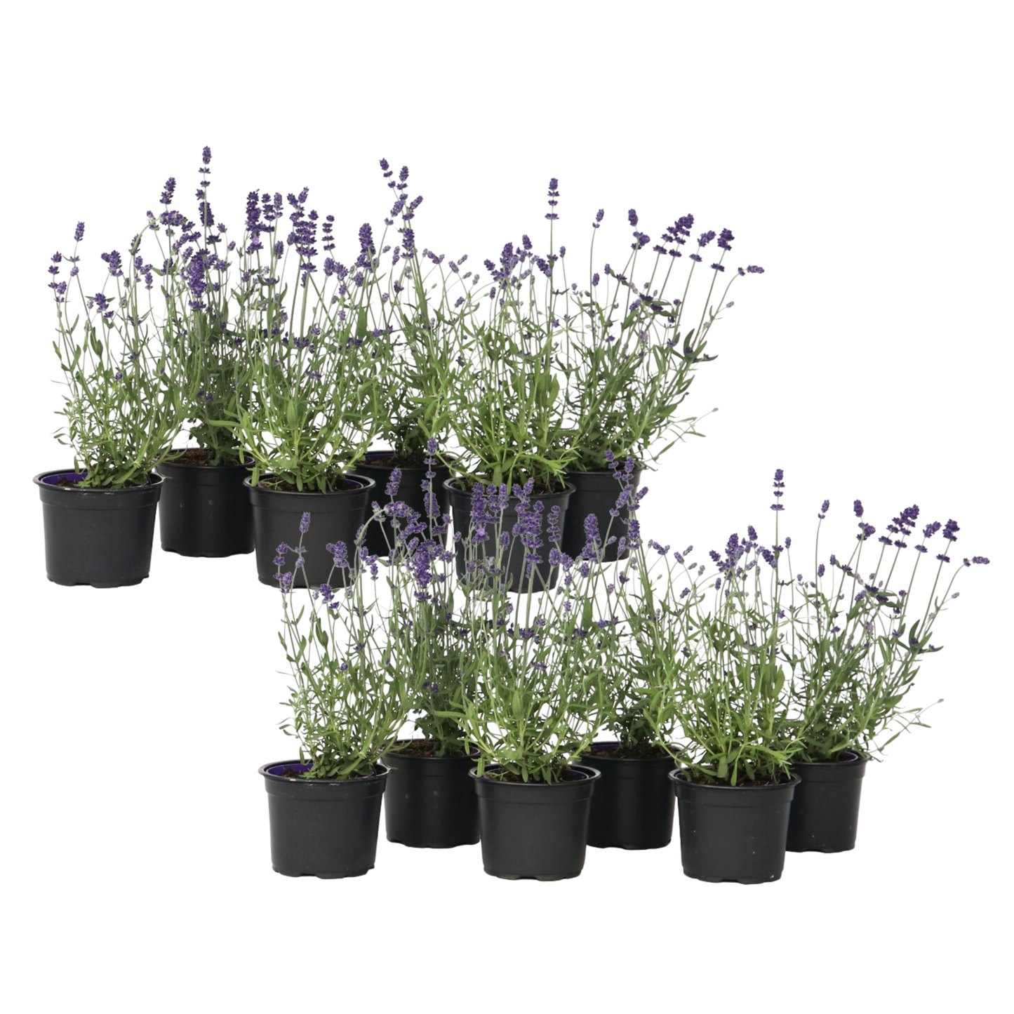 Lavanda - 12 Pzs - Lavandula Angustifolia - Altura 10-15cm - ⌀105cm_0