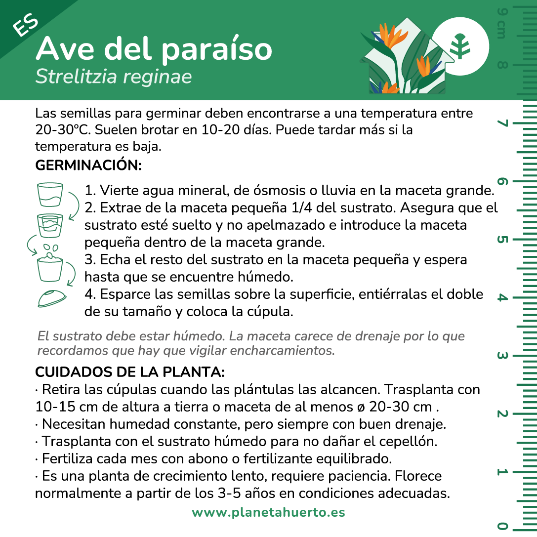 Kit de autocultivo Ave del paraíso Planeta Huerto