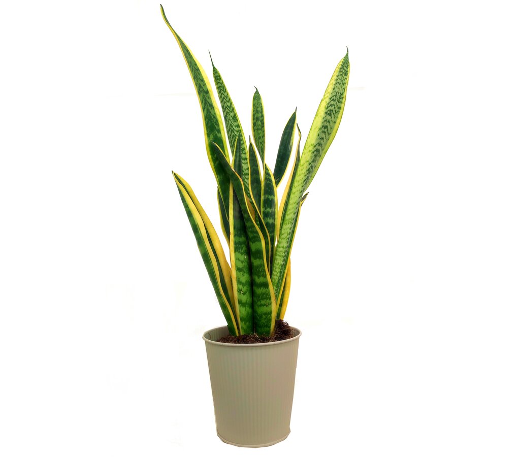 Sansevieria Laurenti M14 45cm (lengua De Suegra)_2