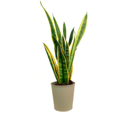 Sansevieria Laurenti M14 45cm (lengua De Suegra)