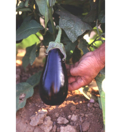 Plantón Berenjena Negra Larga (10 Unidades)_0