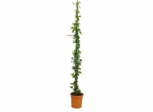 Hedera Helix Mini M20 130cm_0