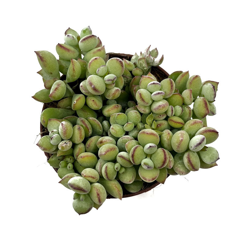 Cotyledon Pendens Cactus Y Suculentas M8,5 cm Ø_1