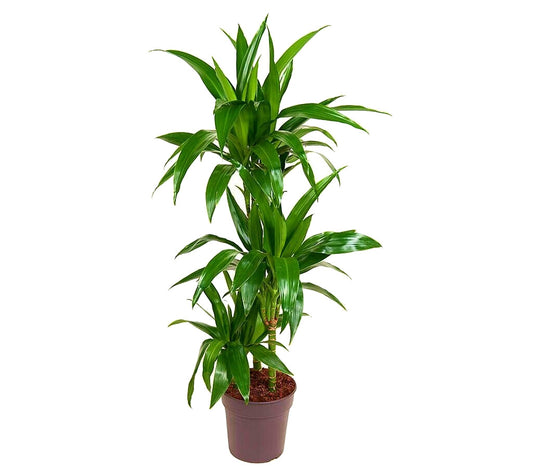Dracena Janet Lind 3 Troncos 45-30-15 M21_0