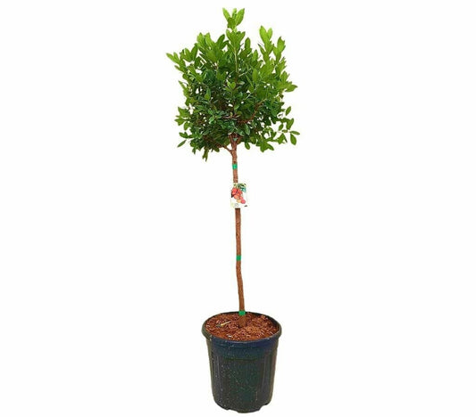 Madroño Copa M40 150-160cm (arbutus Unedo)_0