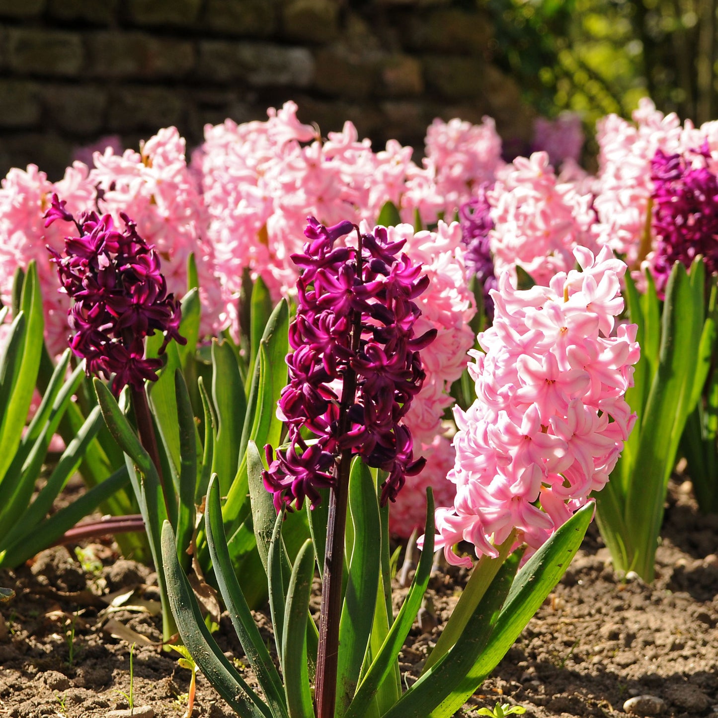 Jacinto - 20 Pzs - Hyacinthus - Bulbos De Flores