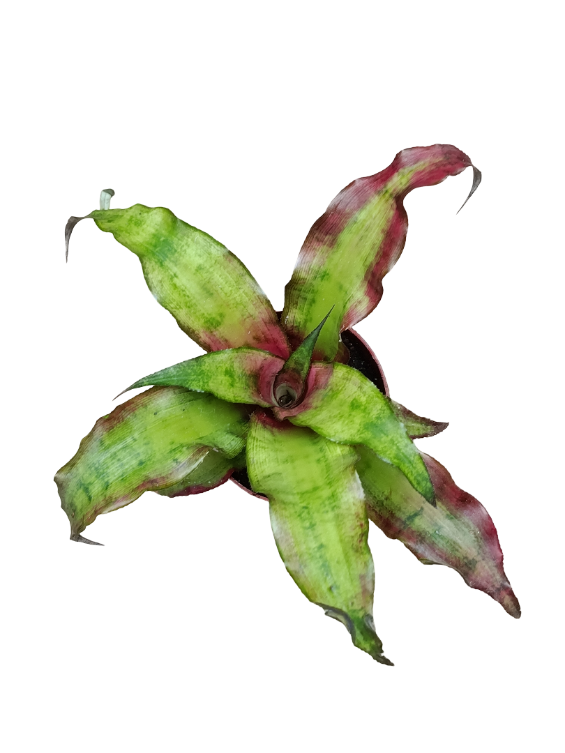 Cryptanthus Sp2 Bromelia Planta Natural Con Color Ø9_0