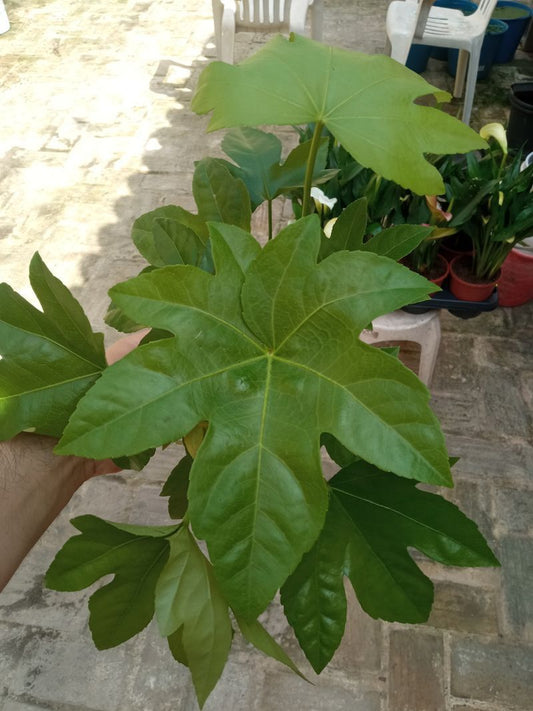 Aralia Japonica Planta De Interior Jovenes 30 Cm_0