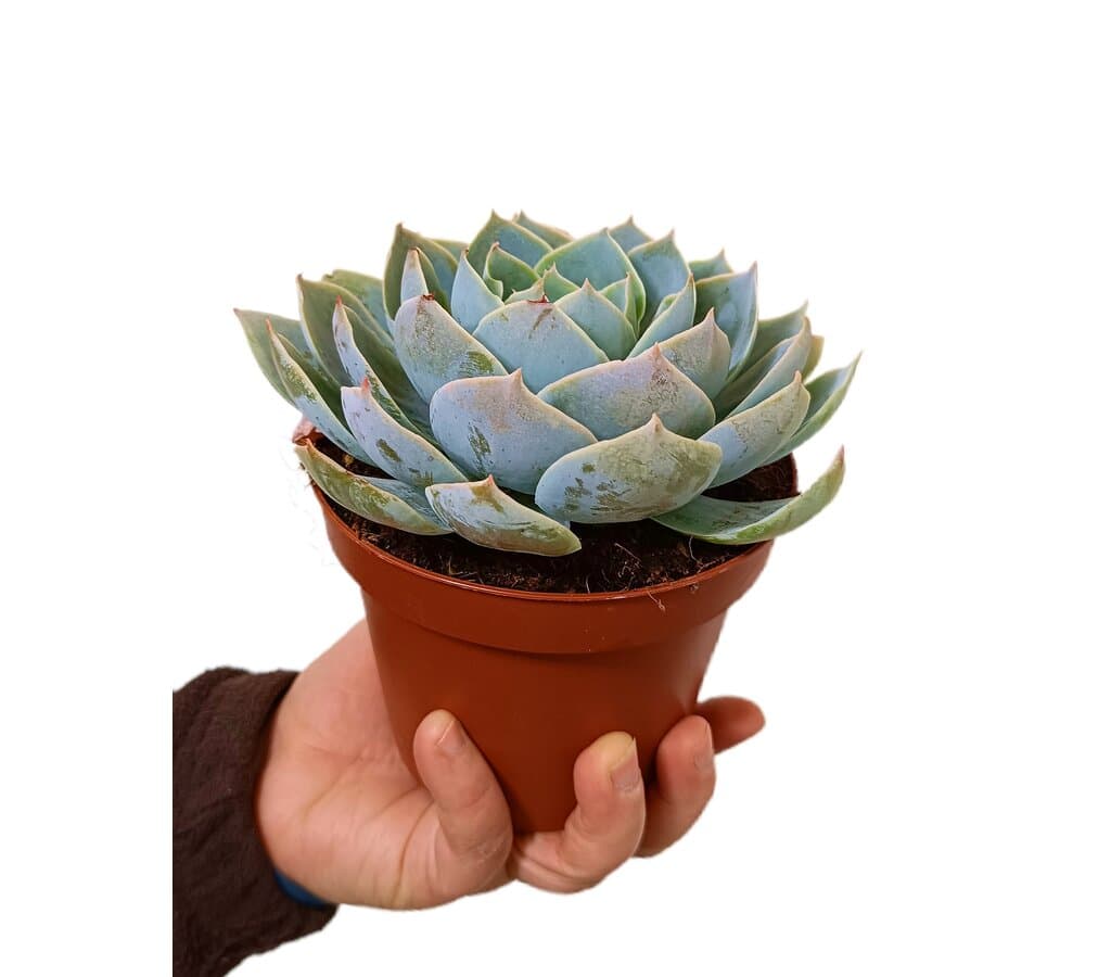 Echeveria Domingo M13_0