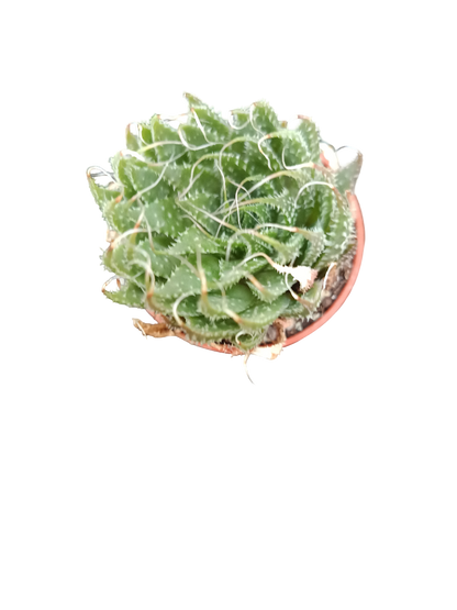 Planta suculenta  ☼ surtida aleatoria pequeña Ø5 VENTA POR UNIDAD