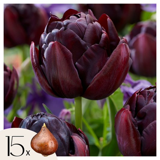 Bulbos De Tulipán - 15 Pzs - Tulipa 'black Hero' - Bulbos De Flores