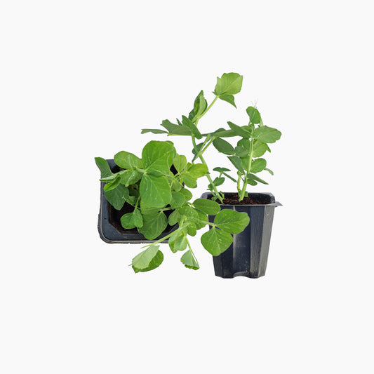 Plantón Guisante De Mata Baja 4 Unidades - Plantabo.