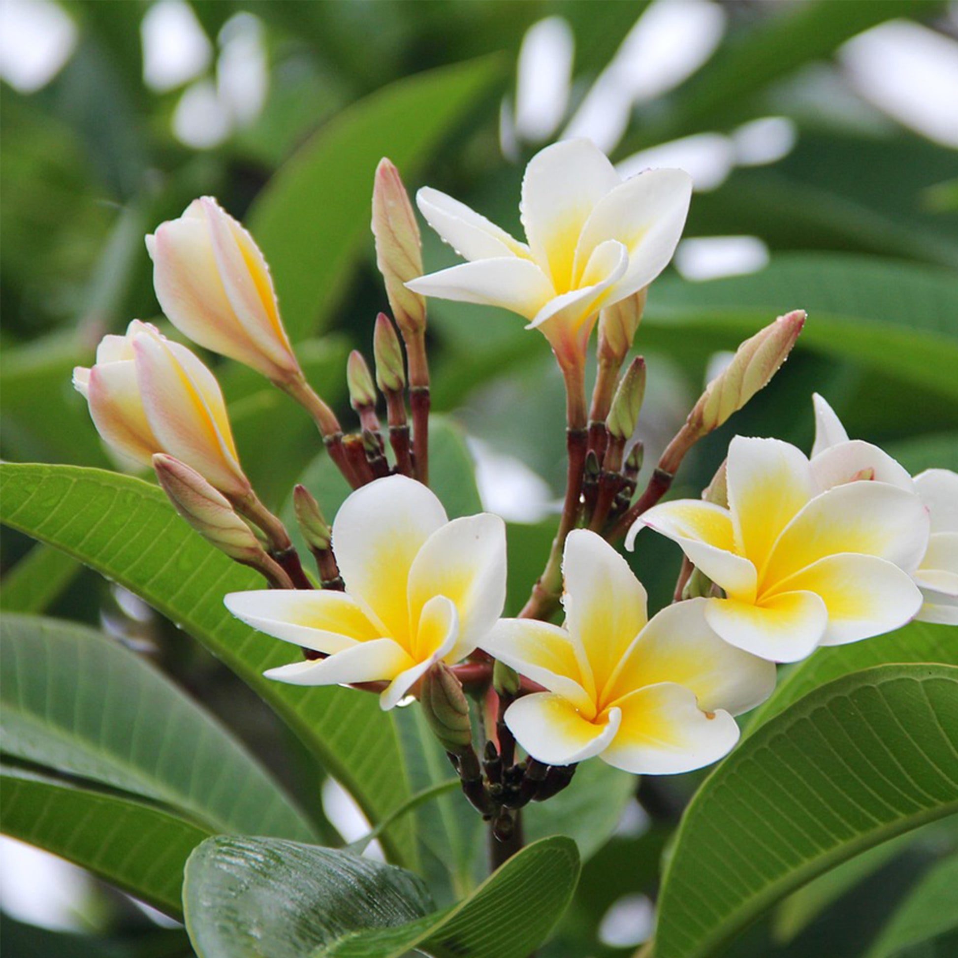 Frangipani - Plumeria Rubra 'hawaii' - Altura 45-55cm - ⌀17cm