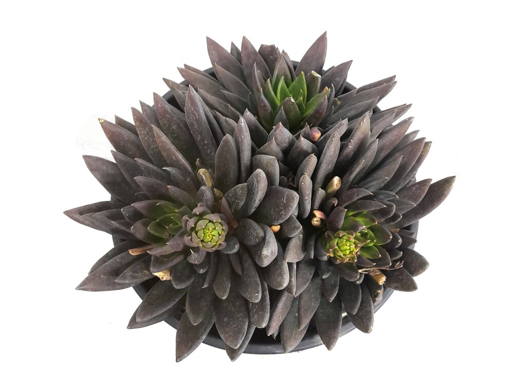 Echeveria Affinis M25 (black Night)_1