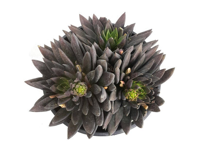 Echeveria Affinis M25 (black Night)_1