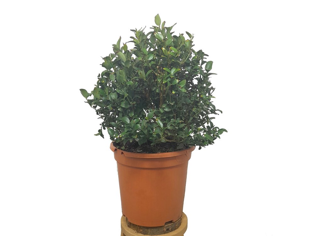 Jasminum Glaucum M24 50cm_0