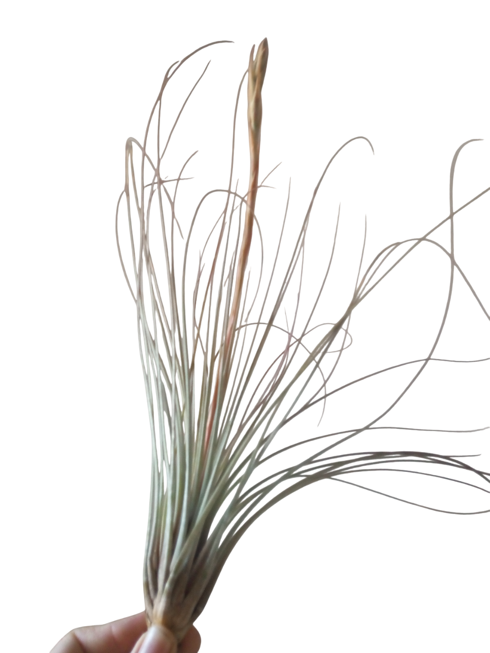 Tillandsia Juncea Clavel Del Aire Tillandsias