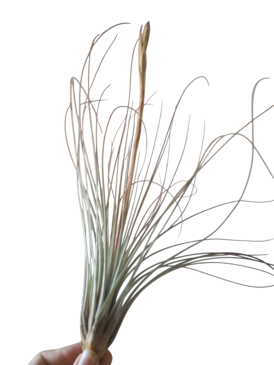 Tillandsia Juncea Clavel Del Aire Tillandsias