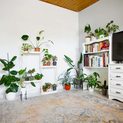 Soporte Modular Citysens De 4 Bandejas Blanco, Con 2 Plantas De Regalo_3