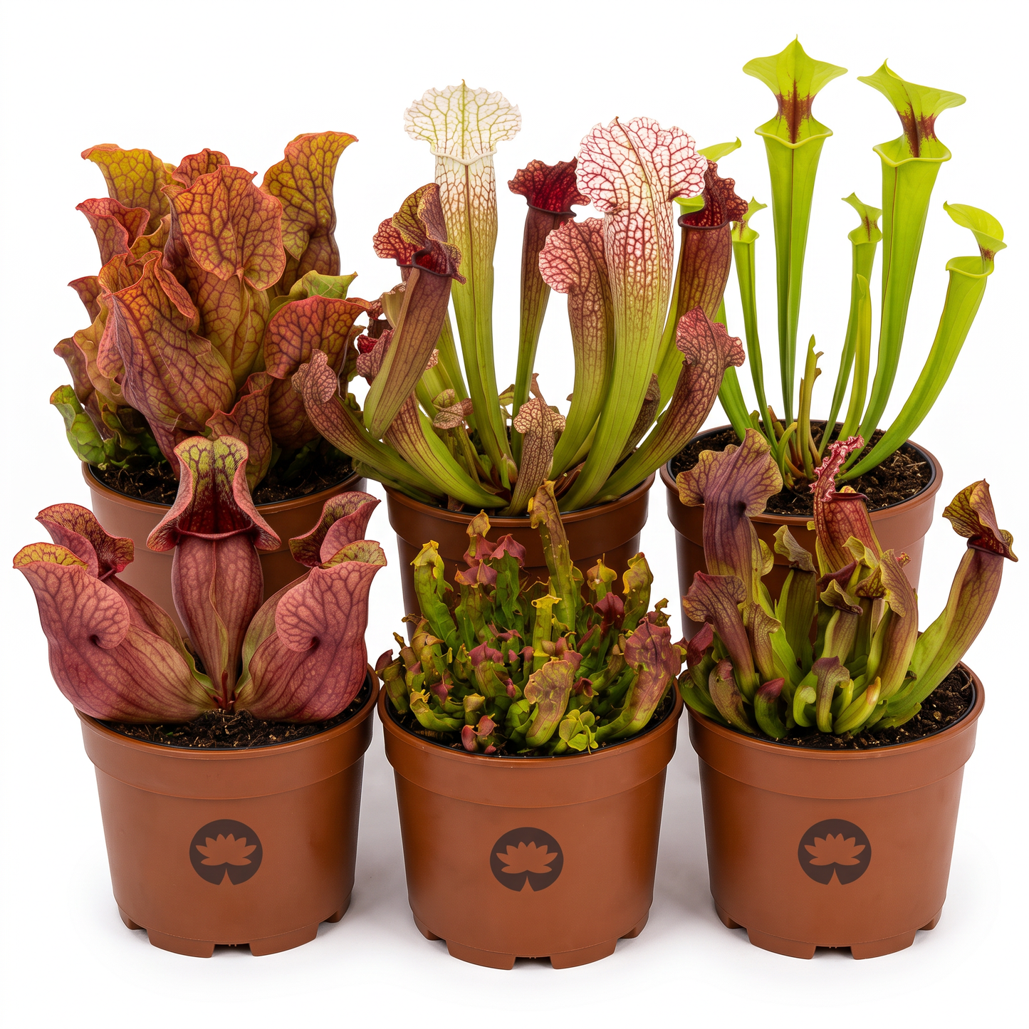 Plantas Carnívoras 6 Sarracenia_0