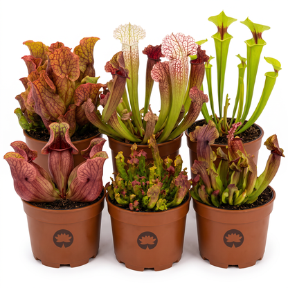 Plantas Carnívoras 6 Sarracenia_0